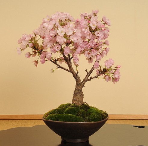 すべての美しい花の画像 エレガント桜 盆栽 剪定