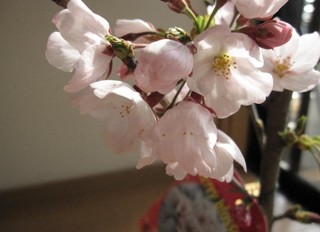 一般的に有名な桜染井吉野 人気の桜盆栽を通販で購入できるショップ